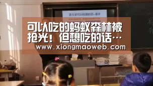可以吃的蚂蚁森林被抢光!但想吃的话……【必一·体育】(图1) 必一·体育